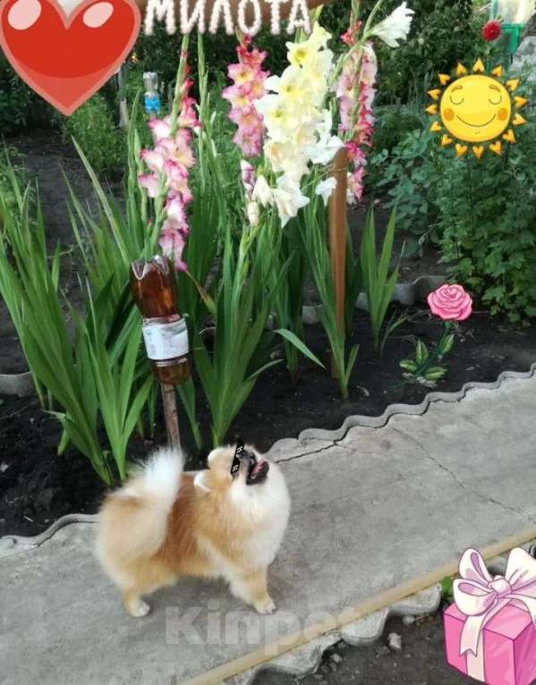 Собаки в Самаре: Мини пом мальчик вязка, 10 руб. - фото 2