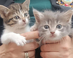 Кошки в Ростове-на-Дону: Отдаю бесподобных котят в добрые руки Девочка, Бесплатно - фото 1
