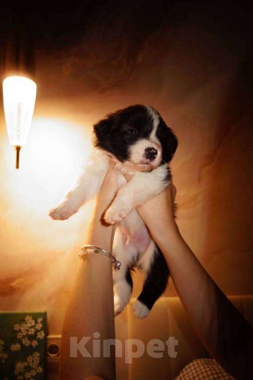 Собаки в Москве: Умнейший щенок бордер-колли Мальчик, Бесплатно - фото 2