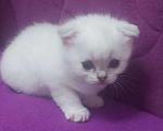 Кошки в Талдоме: Кот вязка. Порода - британская серебристая шиншилла затушеванная, красавец!  Мальчик, Бесплатно - фото 3