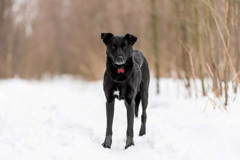 Собаки в Воронеже: Добрый пес Дрэйк в добрые руки. Мальчик, Бесплатно - фото 2