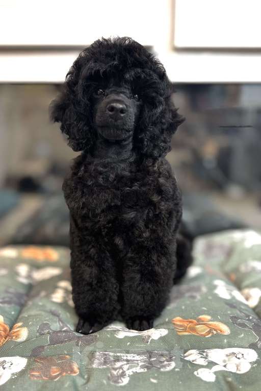 Собаки в Люберцах: Продается щенок той пуделя Мальчик, 10 руб. - фото 6