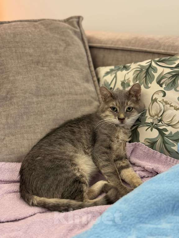 Кошки в Москве: Очень ласковый котик Вася ищет ПМЖ в Москве  Мальчик, Бесплатно - фото 4