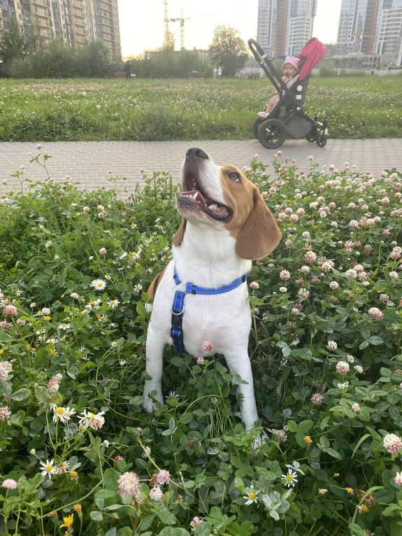Собаки в Санкт-Петербурге: Отдадим в добрые руки  Мальчик, Бесплатно - фото 4