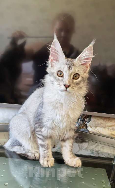 Кошки в Краснодаре: ПАНДОРА  Девочка, 50 000 руб. - фото 4