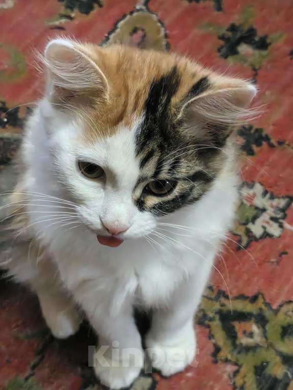 Кошки в Кемерово: Котенок девочка  Девочка, 10 руб. - фото 3