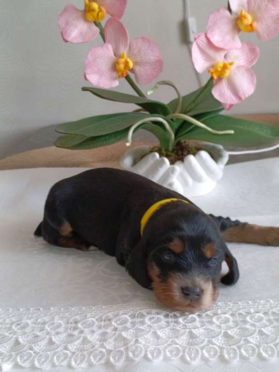 Собаки в Москве: Русский охотничий спаниель мальчик Мальчик, 50 000 руб. - фото 7