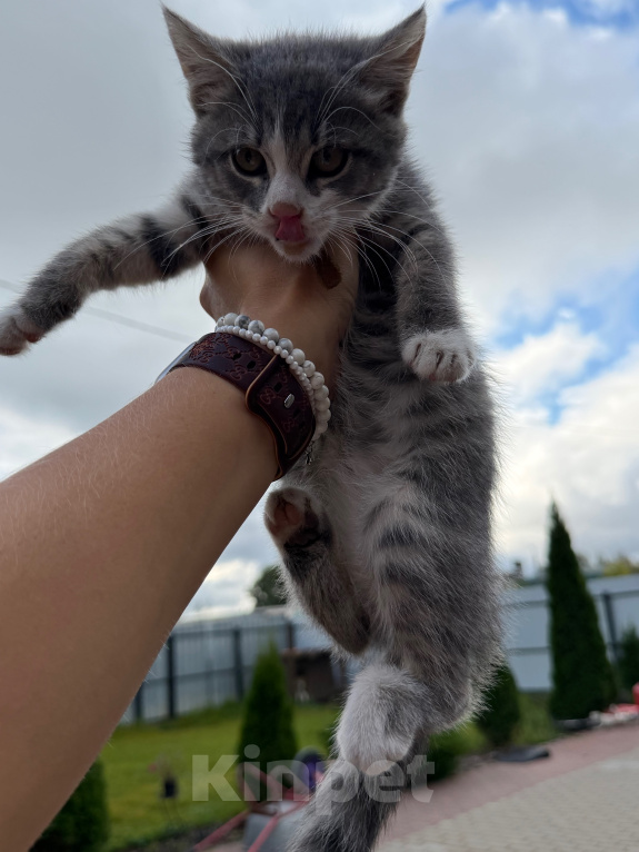 Кошки в Подольске: Отдам котенка в добрые руки Девочка, Бесплатно - фото 3