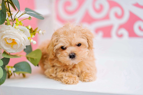 Мальти-пу f1