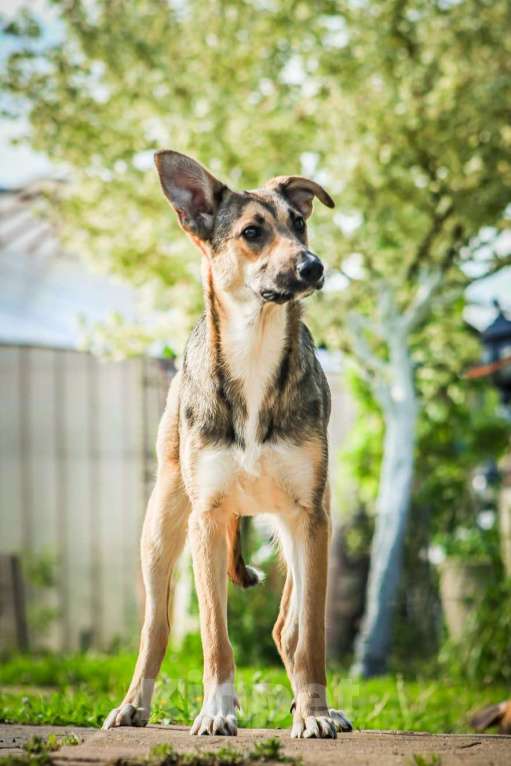 Собаки в Москве: Совершенно очаровательная и нежная девочка Шери ищет дом Девочка, 1 руб. - фото 7