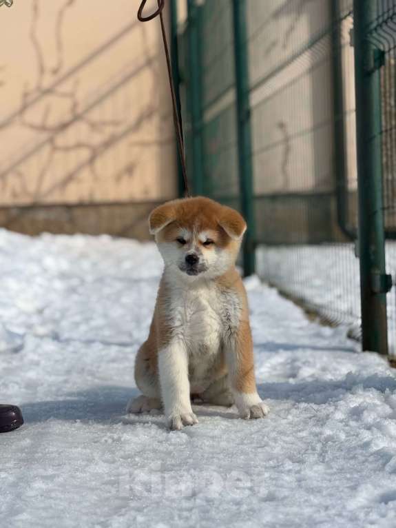 Собаки в Оренбурге: Красавица Акитка Девочка, 50 000 руб. - фото 3
