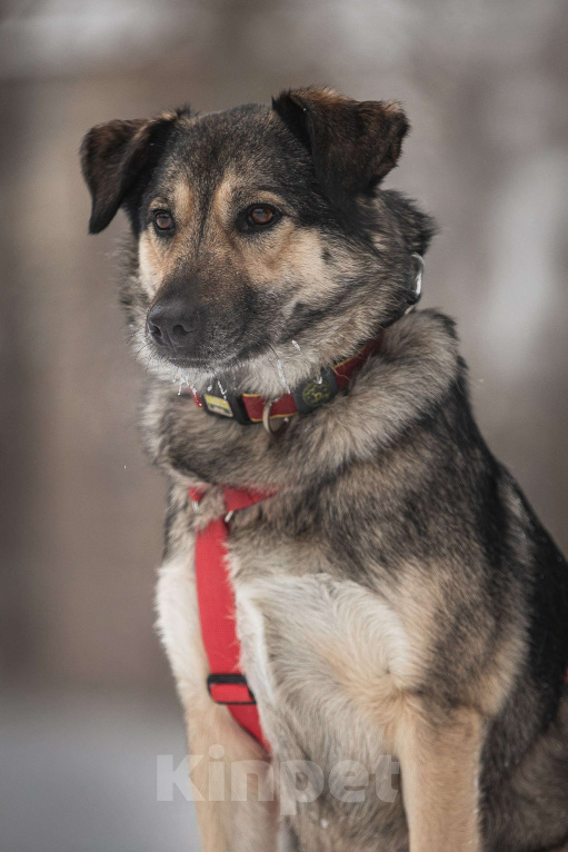 Собаки в Москве: Энергия Солнца и Нежность Шёлка! Девочка, Бесплатно - фото 5