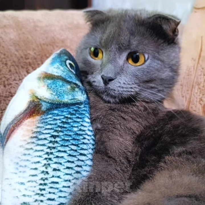 Кошки в Москве: Патрицию выкинули Девочка, Бесплатно - фото 2