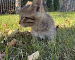 Кошки в Воронеже: Котенок здоровый в добрые руки Мальчик, 12 руб. - фото 8