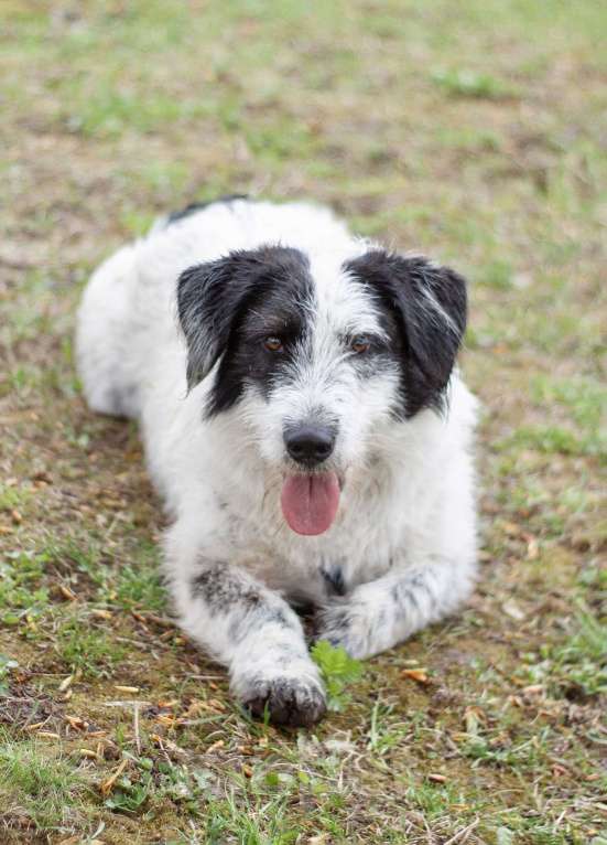 Собаки в Москве: Верный ласковый Сэмми в поисках заботливой семьи Мальчик, Бесплатно - фото 5