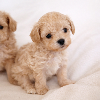 Щенок мальтипу ф1 мальчик