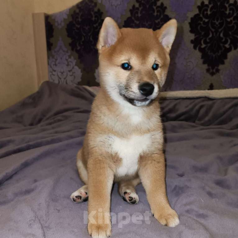 Собаки в Кирове:  Щенки сиба ину  Мальчик, 35 000 руб. - фото 5