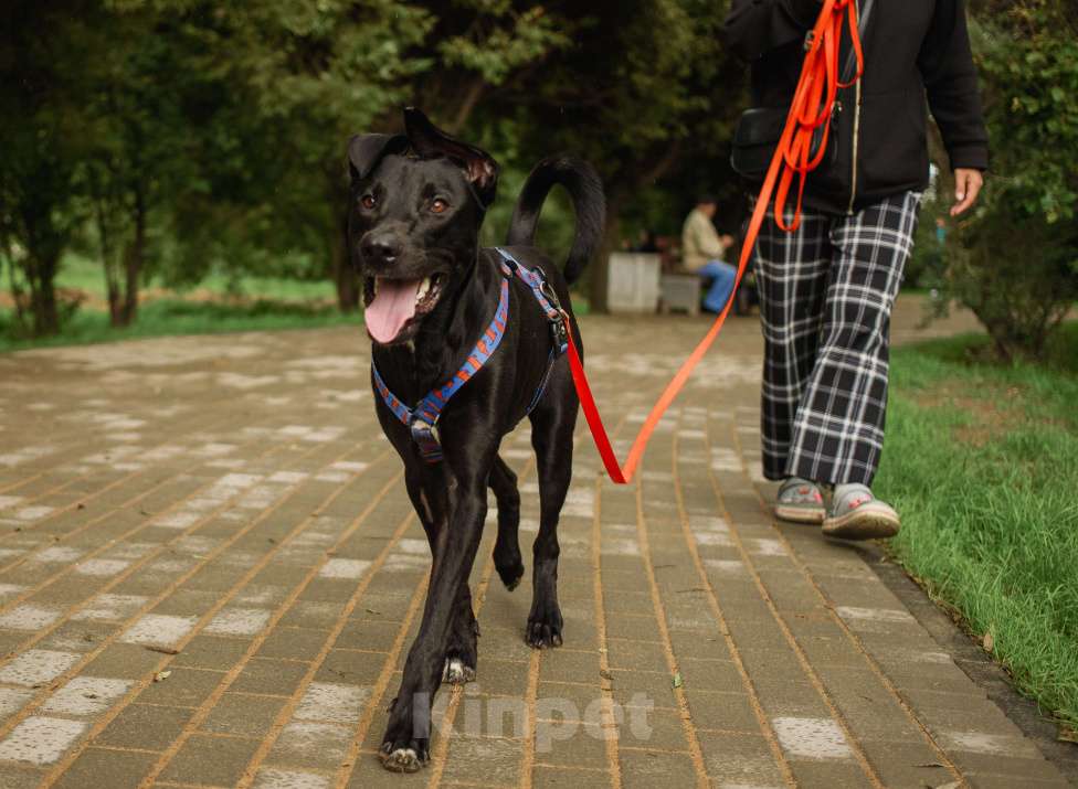 Собаки в Кудрово: Отис в поисках родителя Мальчик, Бесплатно - фото 10