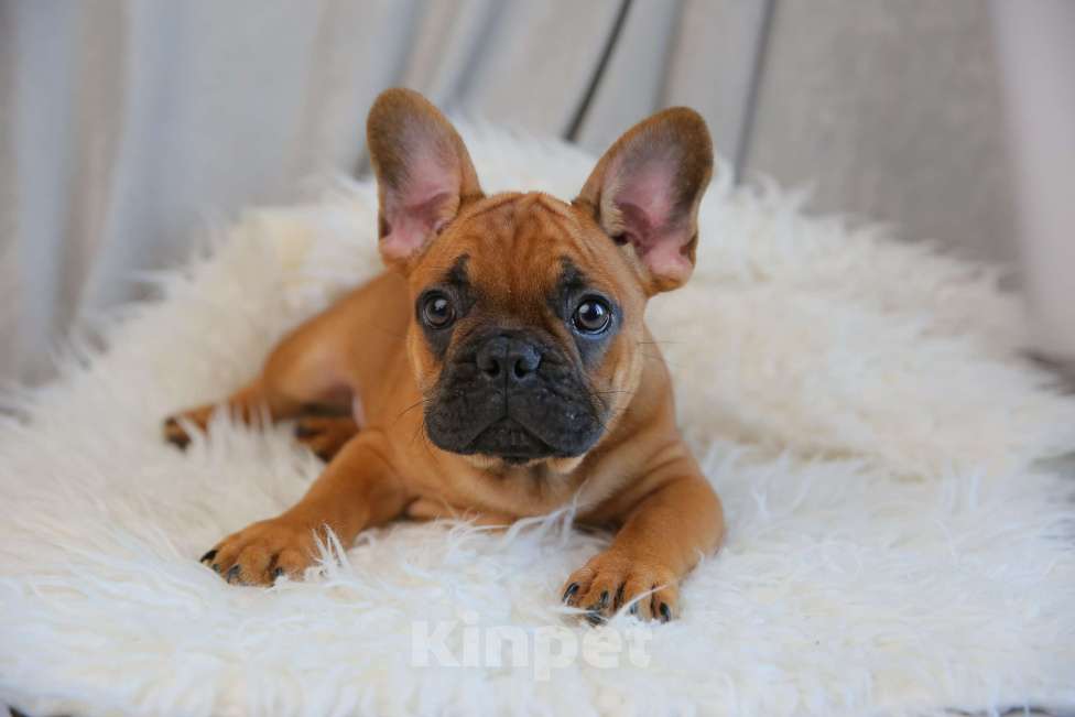 Собаки в Москве: ОРАНЖЕВОЕ ЧУДО  Мальчик, Бесплатно - фото 1