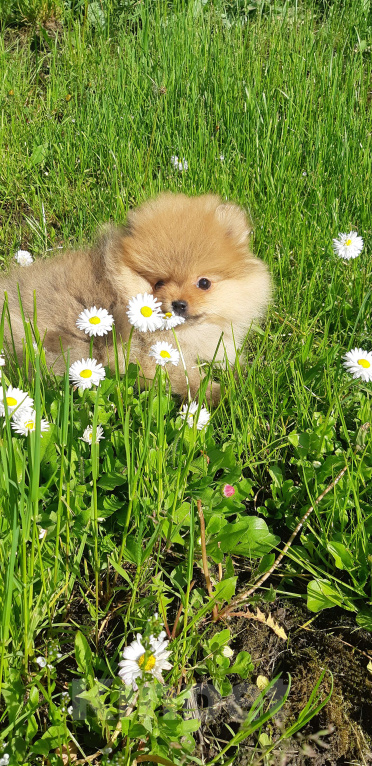 Собаки в Новокузнецке: Девочка померашка Девочка, 45 000 руб. - фото 3
