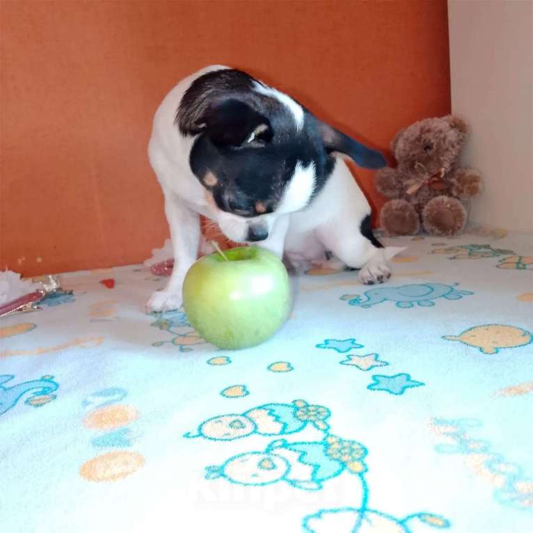 Собаки в Москве: Чихуахуа девочка к/ш, щенок Девочка, 50 000 руб. - фото 3