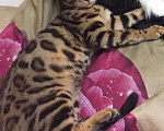 Кошки в Красноярске: Бенгальский кот вязка ищет подружку, 3 000 руб. - фото 2