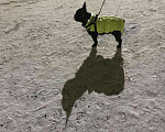 Собаки в Архангельске: Вязка, 1 руб. - фото 1