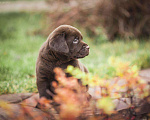 Собаки в Москве: Лабрадор шоколадный, девочка мальчик, РКФ Мальчик, 60 000 руб. - фото 8