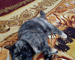 Кошки в Малмыже: Девочка 4 года Девочка, 50 руб. - фото 2
