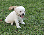 Собаки в Краснодаре: Лабрадор Мальчик, 1 руб. - фото 1