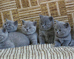 Кошки в Москве: Голубые британские котята Мальчик, 60 000 руб. - фото 1