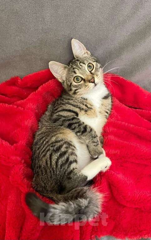 Кошки в Санкт-Петербурге: Миникошечка, крошечка Гаечка Девочка, Бесплатно - фото 2