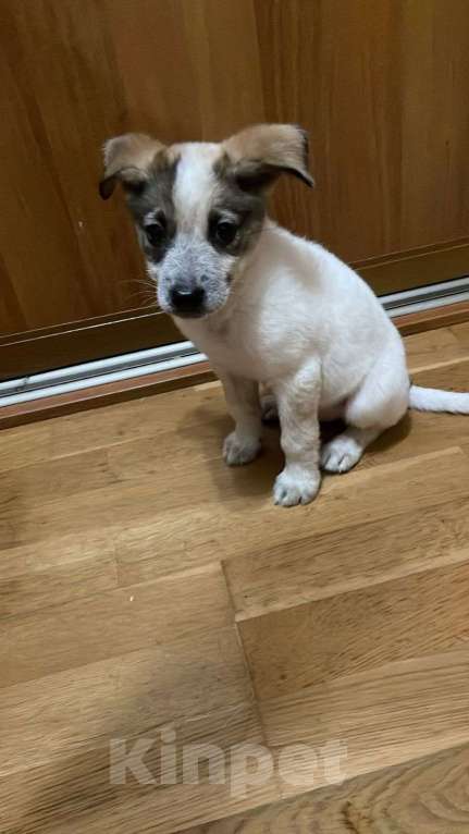 Собаки в Москве: Дея в добрые руки Девочка, Бесплатно - фото 5