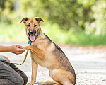 Собаки в Бронницах: Собака Катя в добрые руки  Девочка, Бесплатно - фото 1