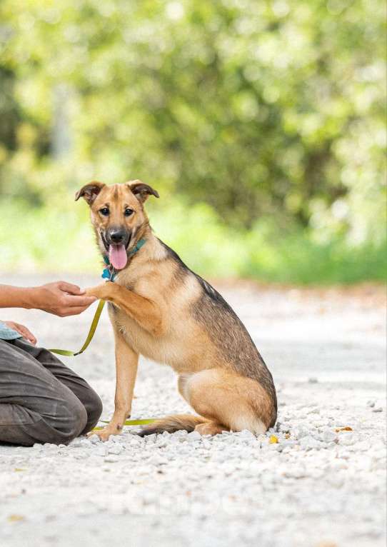 Собаки в Бронницах: Собака Катя в добрые руки  Девочка, Бесплатно - фото 1