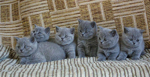 Объявление: Голубые британские котята, 60 000 руб., Москва