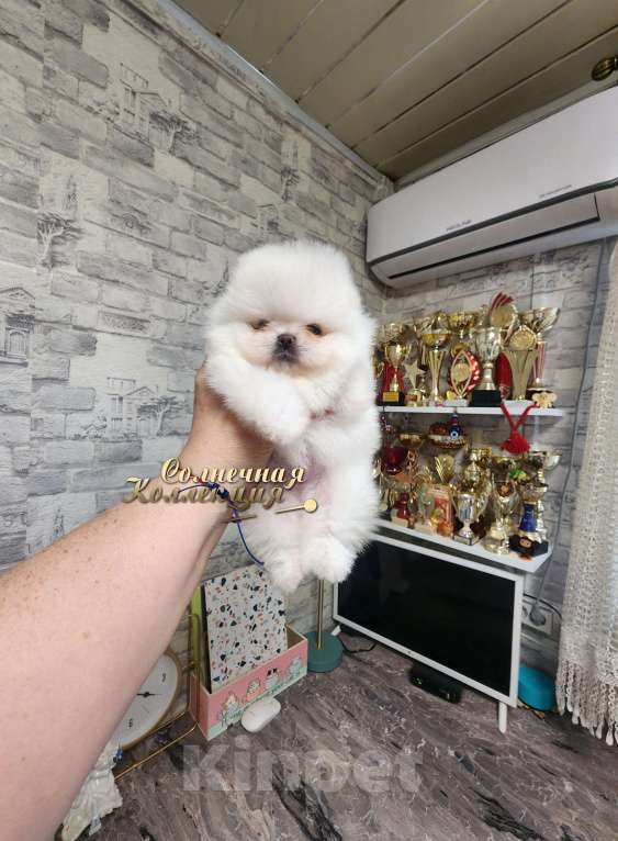 Собаки в Москве: 100% супер померанец Мальчик, Бесплатно - фото 2