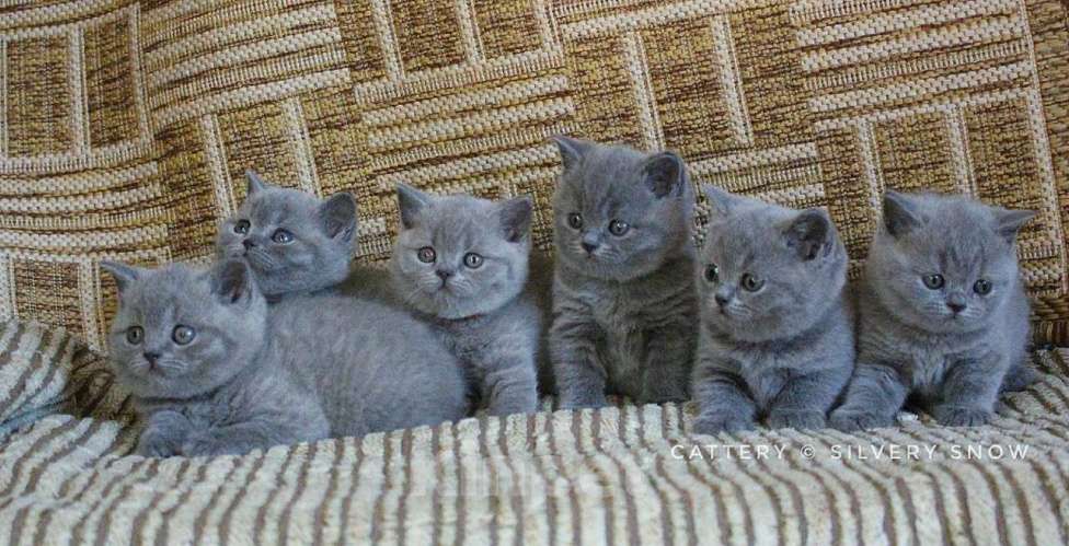 Кошки в Москве: Голубые британские котята Мальчик, 60 000 руб. - фото 1