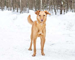 Собаки в Москве: Пинки бывшедомашний срочно ищет дом Мальчик, Бесплатно - фото 2