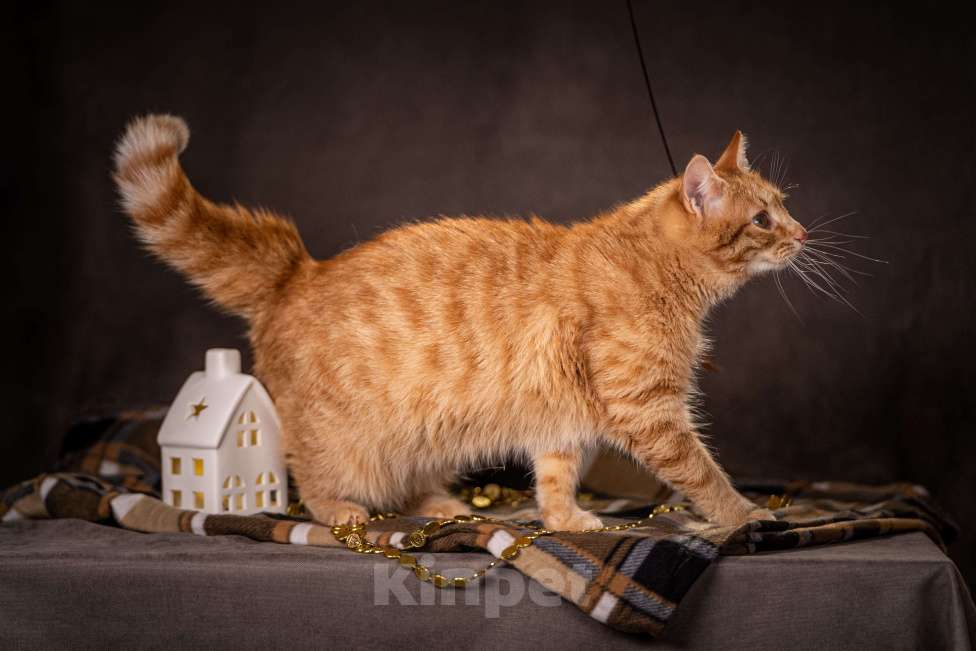 Кошки в Клине: Роуз — обаятельная рыжуля Девочка, Бесплатно - фото 6