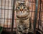 Кошки в Москве: Кошка Пикси ищет дом  Девочка, Бесплатно - фото 2