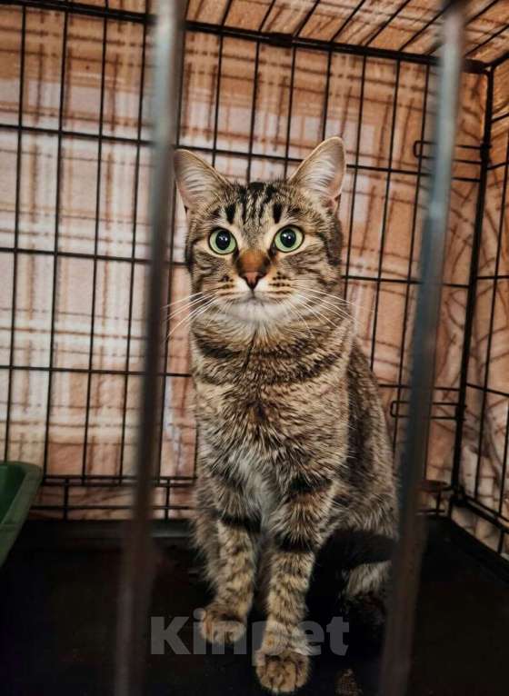 Кошки в Москве: Кошка Пикси ищет дом  Девочка, Бесплатно - фото 2