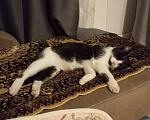 Кошки в Белгороде: Потерялась кошка черно белая  Девочка, 8 руб. - фото 1