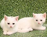 Кошки в Москве: Блондин с голубыми глазами! Котенок в добрые руки Мальчик, Бесплатно - фото 7