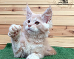 Кошки в Санкт-Петербурге: Котик красный мрамор на серебре Мальчик, 40 000 руб. - фото 4