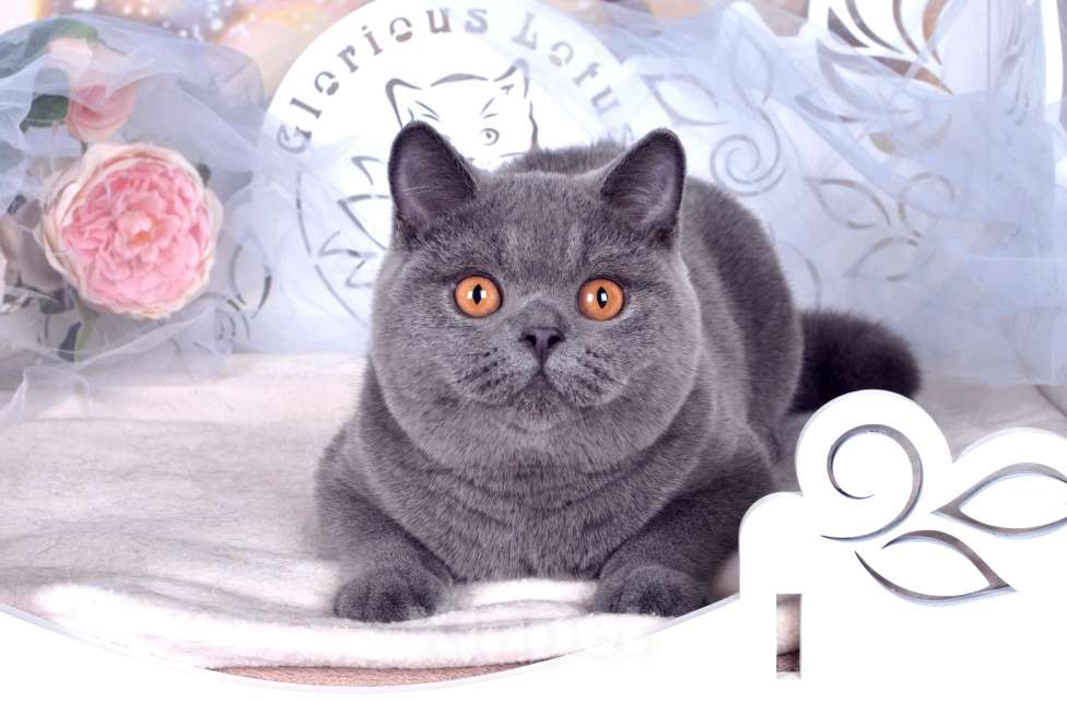 Кошки в Санкт-Петербурге: Британский котик классического голубого окраса Мальчик, 60 000 руб. - фото 6