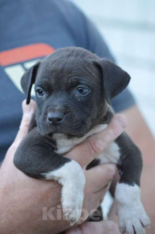 Собаки в Михайловске: Просто в гольфах Мальчик, 12 000 руб. - фото 2