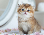 Кошки в Владивостоке: Очаровательная британская девочка Девочка, 80 000 руб. - фото 4