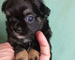 Собаки в Новосибирске: Яркие брюнеты чишки. Окрас черно подпалый.  Мальчик, Бесплатно - фото 2