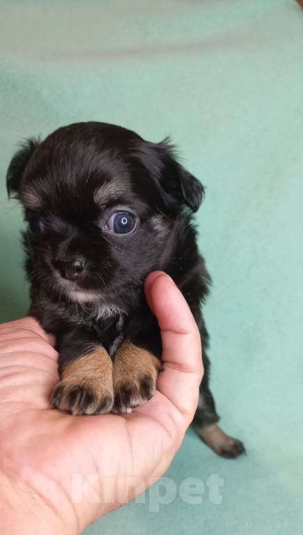 Собаки в Новосибирске: Яркие брюнеты чишки. Окрас черно подпалый.  Мальчик, Бесплатно - фото 2